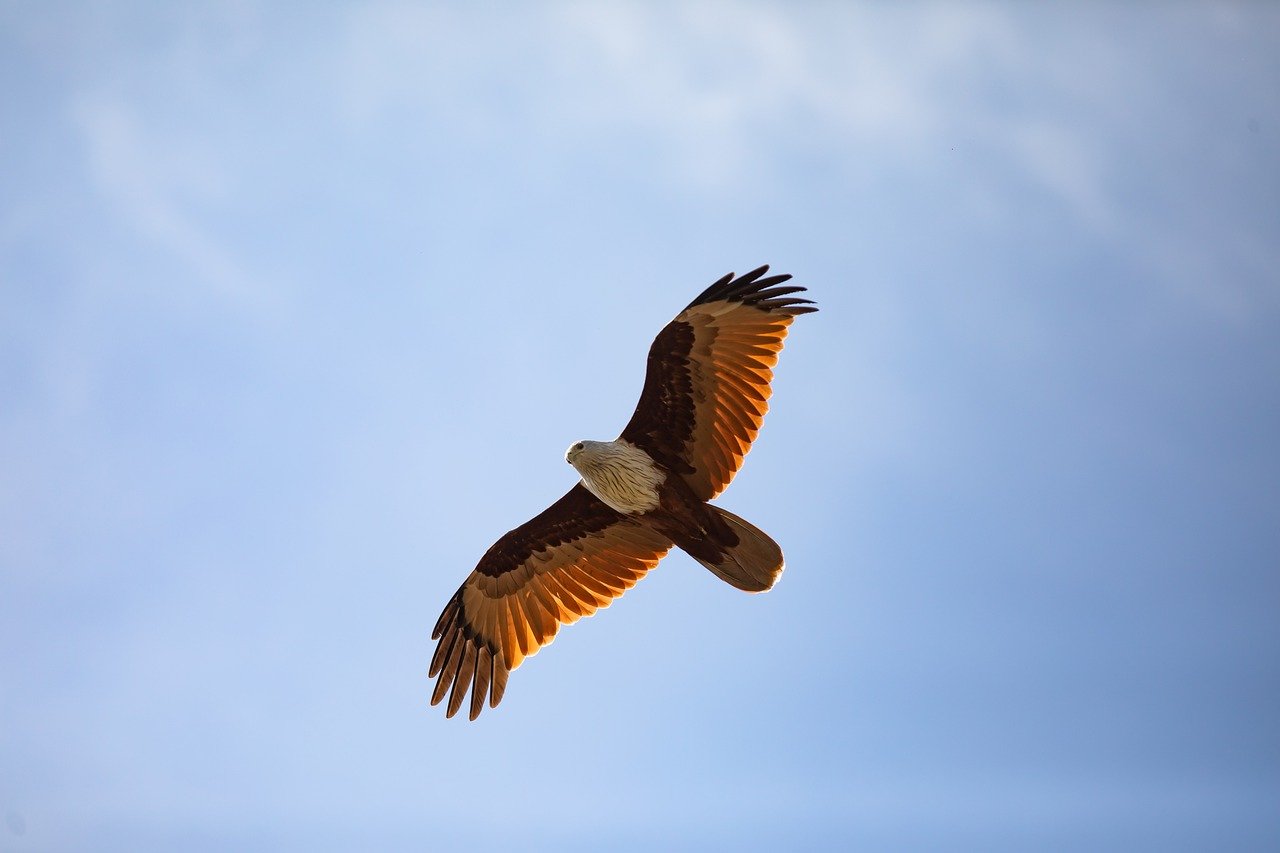 Mongolia's Golden Eagle Festival - A Celebration of Ancient Traditions